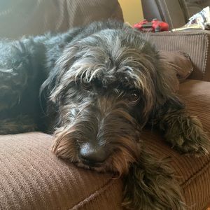 Meet your Posher, Tracey